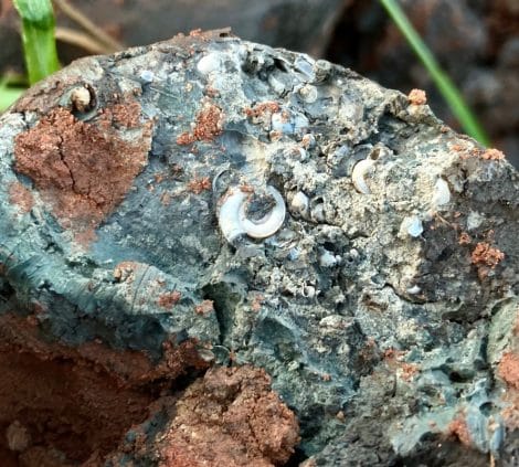 MAS window sample - BSL